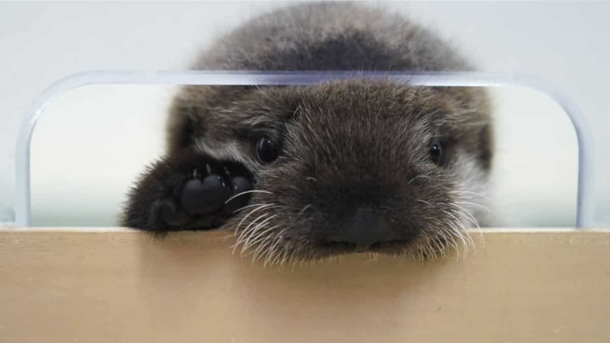 This sea otter pup was found alone in Alaska. Chicago aquarium is its new home now This sea otter pup was found alone in Alaska. Chicago aquarium is its new home now