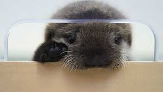 This sea otter pup was found alone in Alaska. Chicago aquarium is its new home now