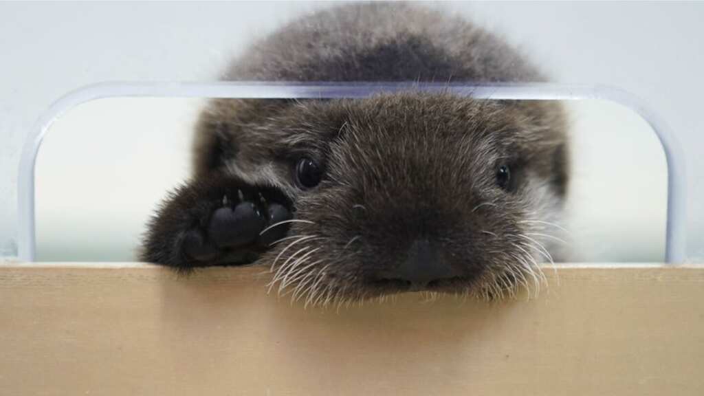 This sea otter pup was found alone in Alaska. Chicago aquarium is its new home now