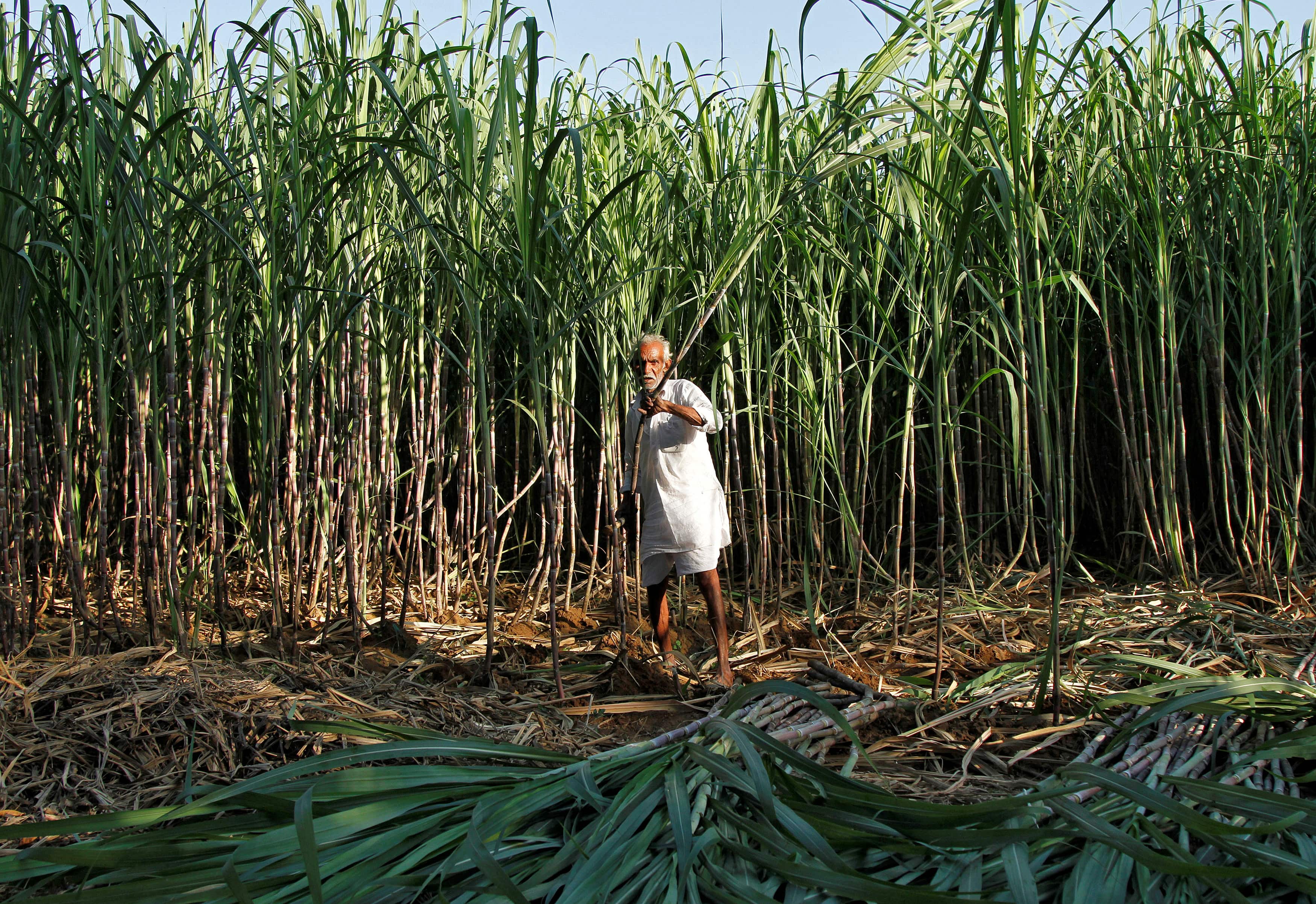 India shifts focus from ethanol to sugar production amid supply concerns 