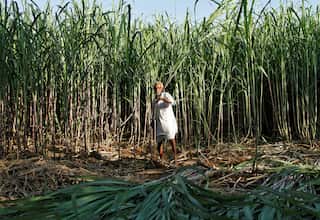 India shifts focus from ethanol to sugar production amid supply concerns 