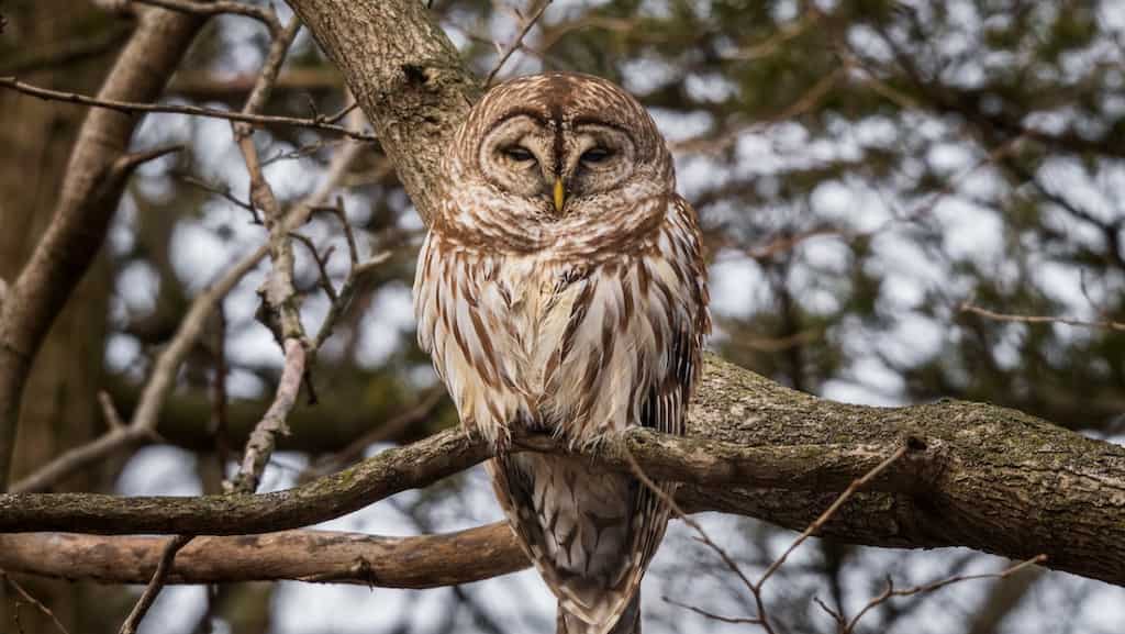Half-a-million barred owls are on a kill list in the US. Reason? Their aggressive nature