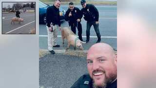 New Jersey Police apprehend 'Albert Einswine', a pot-bellied 'fugitive' pig on the loose - Watch