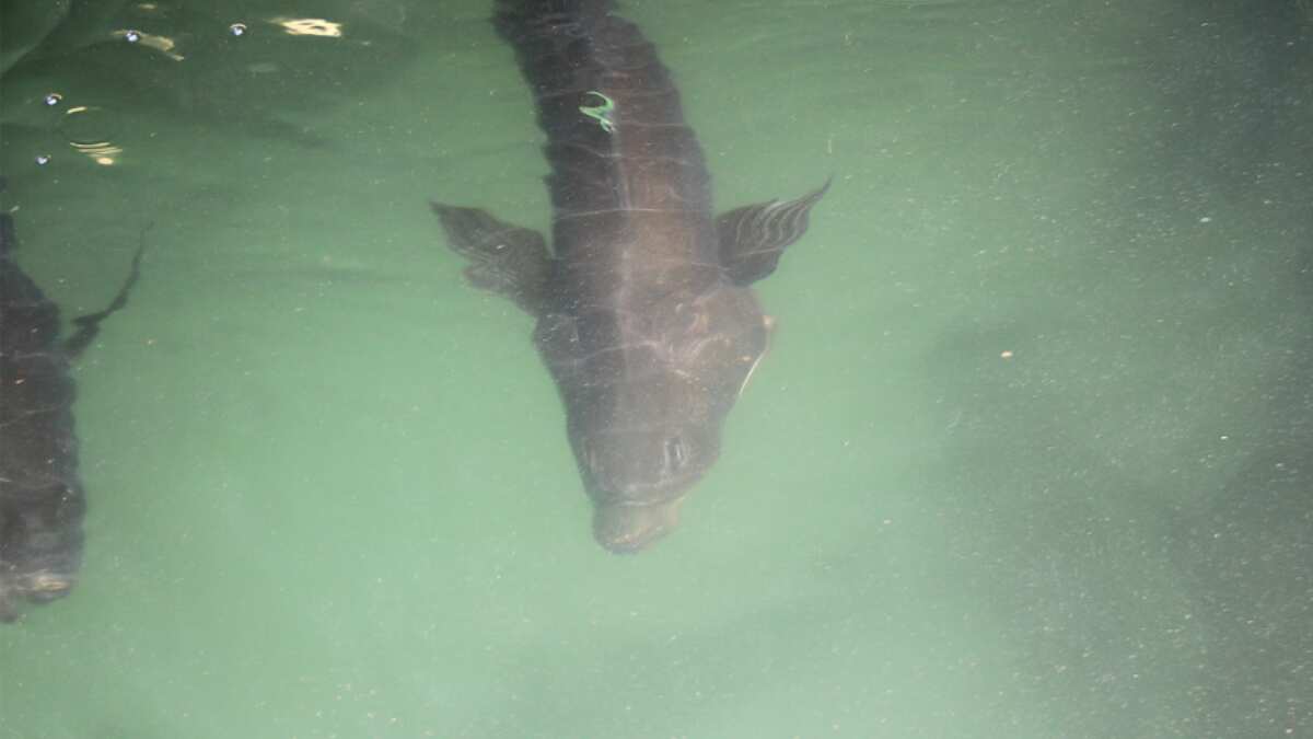 Environmentalists claim Mexico-based startup selling health drink made from endangered fish Environmentalists claim Mexico-based startup selling health drink made from endangered fish