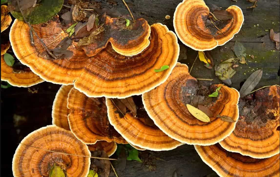 Discovery of mysterious fungi lurking in Spanish riverbeds sparks