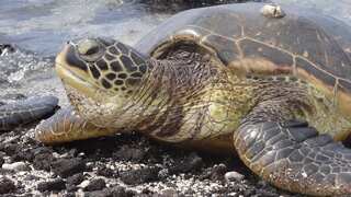 India: DRDO pauses missile testing off Odisha coast to save lives of Olive Ridley sea turtles