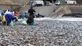 WATCH | Fukushima conspiracy revived after thousands of dead fish mysteriously appear in Japan