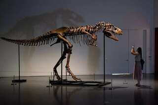 As a teenager, the tyrannosaur only ate baby dinosaurs, and a fossil is proof