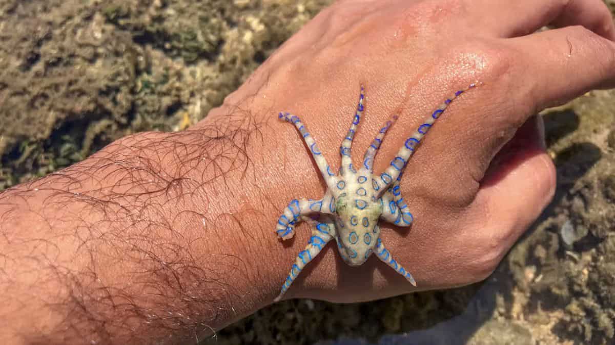 An extremely poisonous octopus bit an Australian teen. He is lucky to be alive