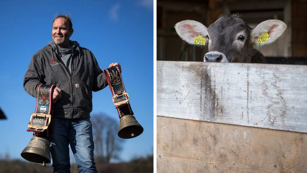 Swiss village set to vote to keep cowbells ringing following 'noise' complaints