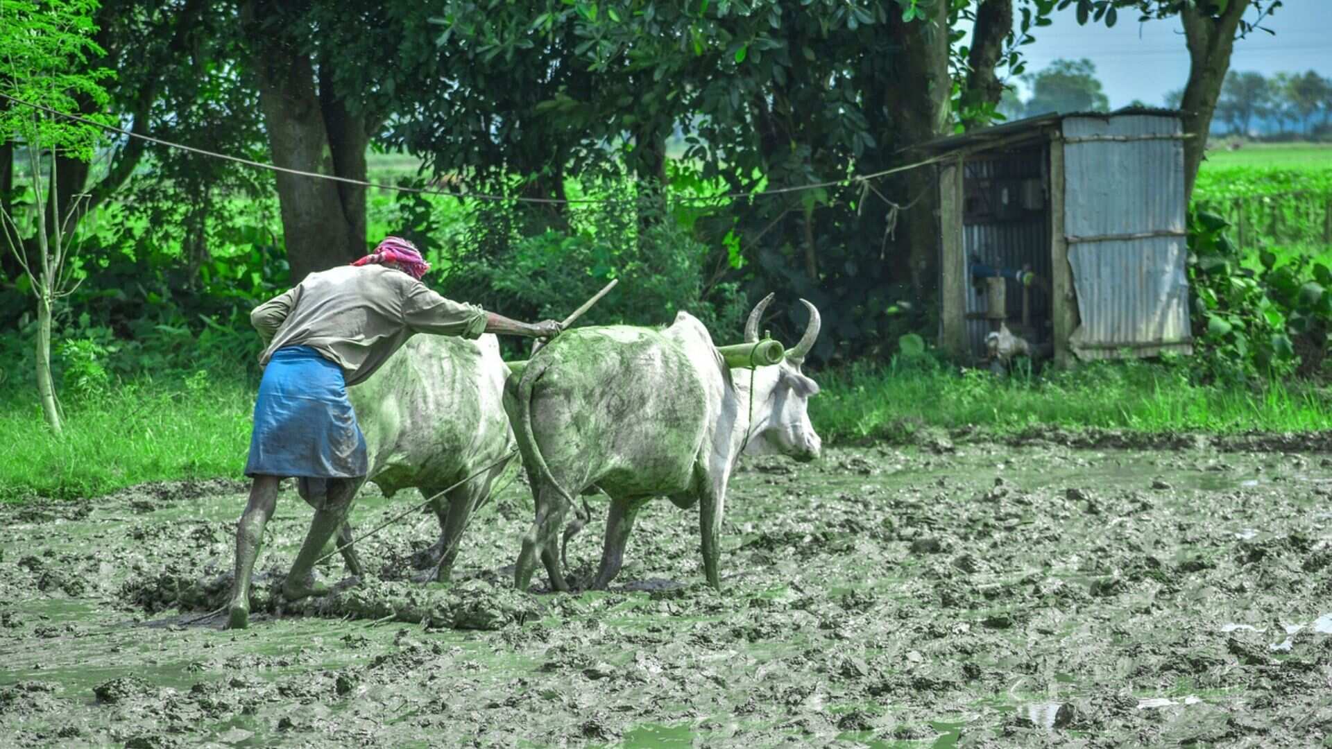 Indian farmer mockingly seeks police escort for $0.64 'significant' crop loss compensation from govt Indian farmer mockingly seeks police escort for $0.64 'significant' crop loss compensation from govt