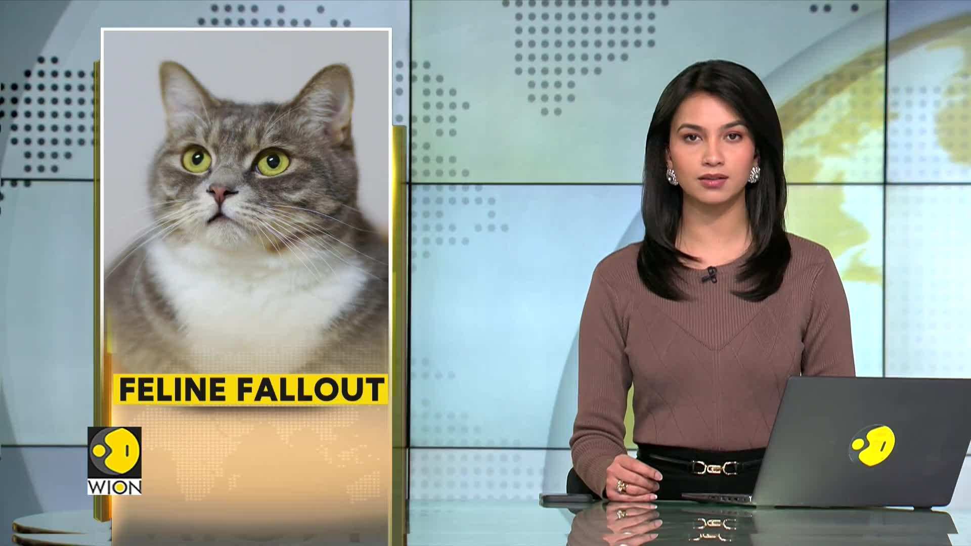 Cats are problematic invasive species Study; 'Cats feed on everything