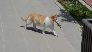 Killer instinct: Cats kill more than 2,000 species globally, trigger conservation concern