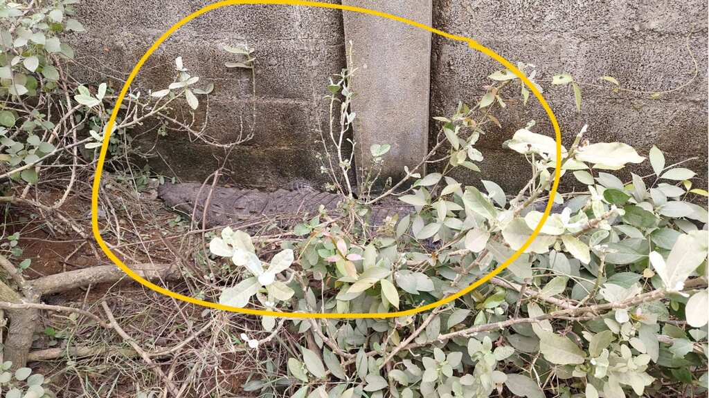 India: Who let the crocs out? Crocodile captured from Chennai road