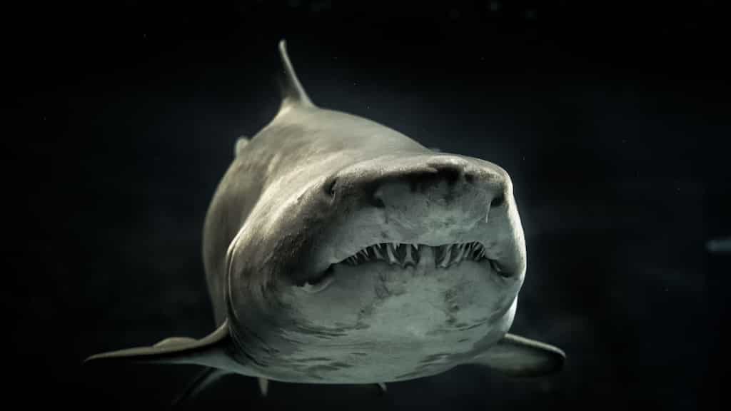 VIDEO | Diver thought shark attack would kill him, so he recorded a video saying goodbye