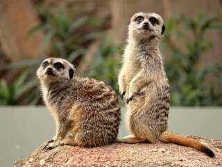 Animal instinct: Alpha female meerkat is a brutal killer who eats babies