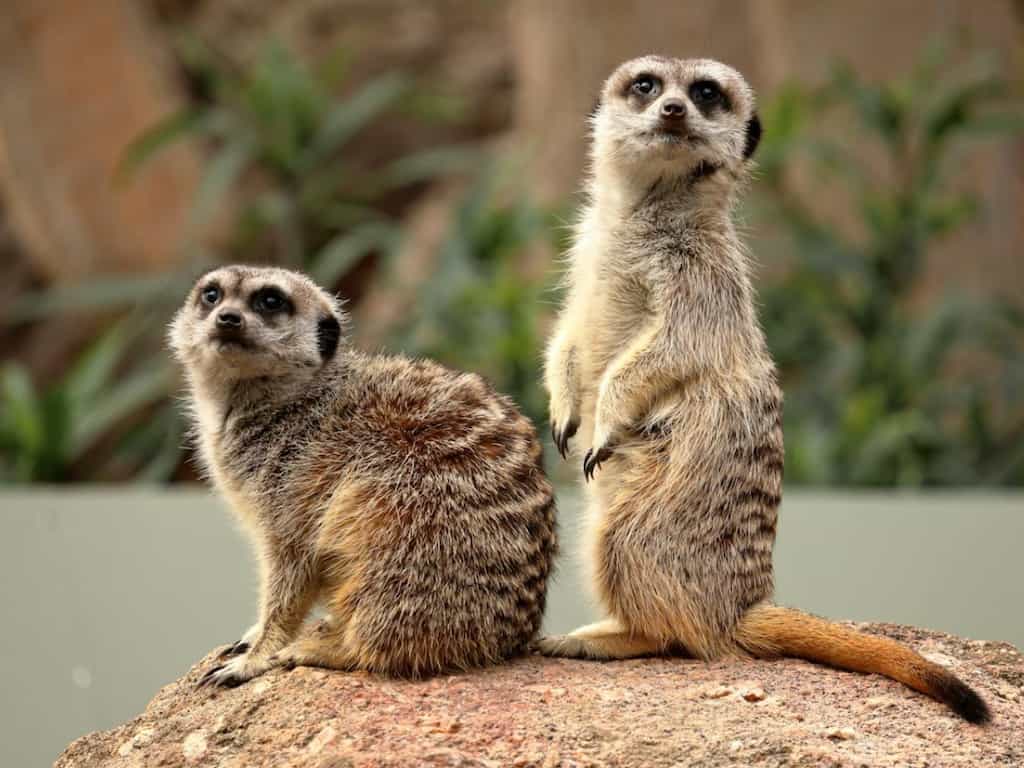 Animal instinct: Alpha female meerkat is a brutal killer who eats babies