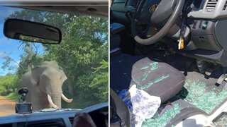 Wild elephant charges, smashes van window for snacks in Sri Lanka safari drama. Watch