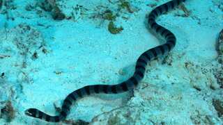 Female sea snakes started getting larger. So male snakes developed bigger eyes to find a mate