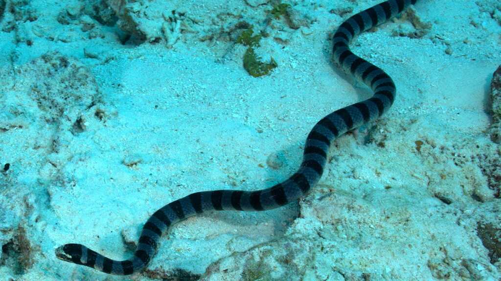 Female sea snakes started getting larger. So male snakes developed bigger eyes to find a mate