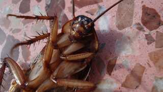 Japanese man sets house on fire while trying to kill cockroach. Here's what happened