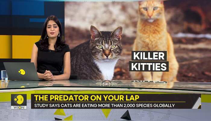 Gravitas | Cats can demolish 2,000 species, says study