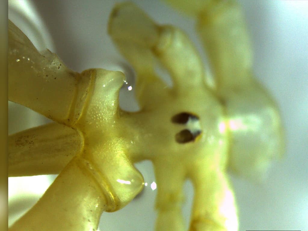 Newly found sea spider species breathes through legs, has boxing gloves for claws