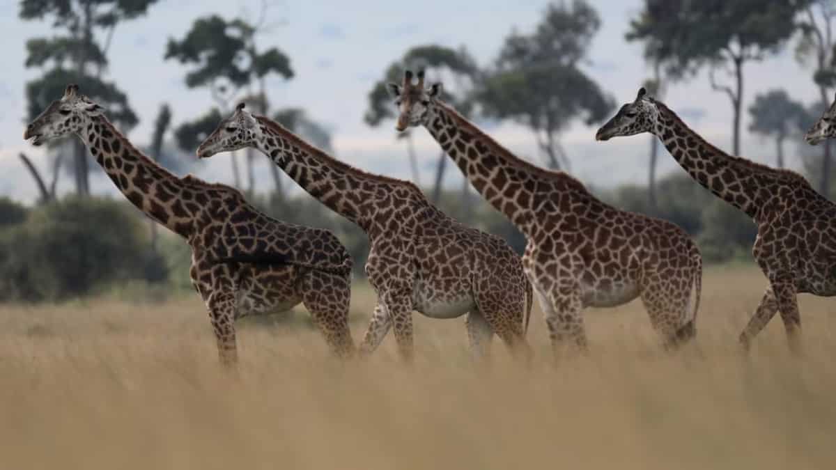 With 'visa-free' travel, Indians can now add Kenya's Maasai Mara to ...