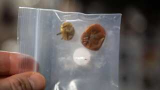 Watch: NASA releases footage of tomatoes lost in space for eight months
