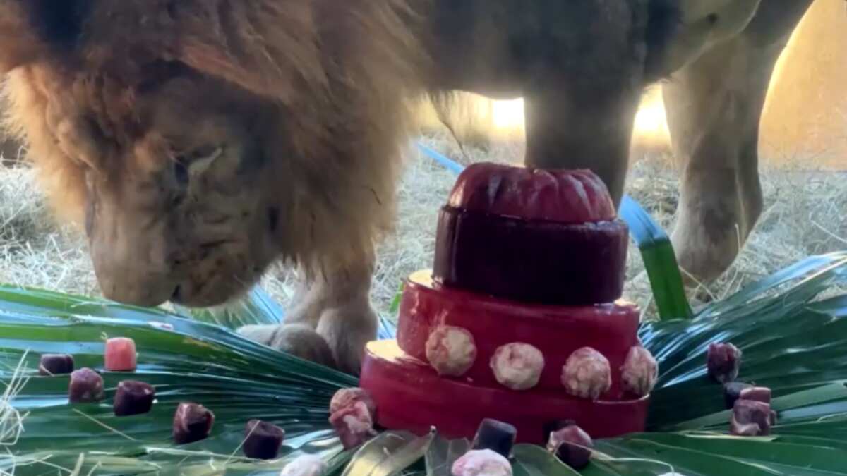 Simba the Lion's regal birthday feast captivates visitors at Brazil zoo