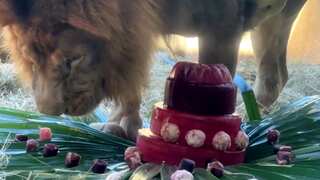 Simba the Lion's regal birthday feast captivates visitors at Brazil zoo