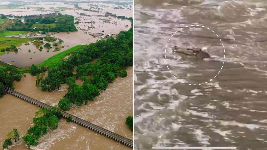 'Just about the worst': Cyclone Jasper brings heavy rains, flooding and crocodiles to Queensland. Watch!