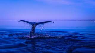 How will humans communicate with aliens? Whales might help us practise