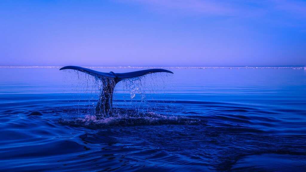 How will humans communicate with aliens? Whales might help us practise