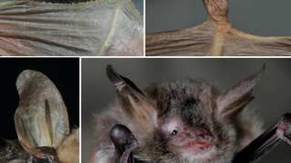 An extremely rare and endangered bat species has been found in Corsica in France