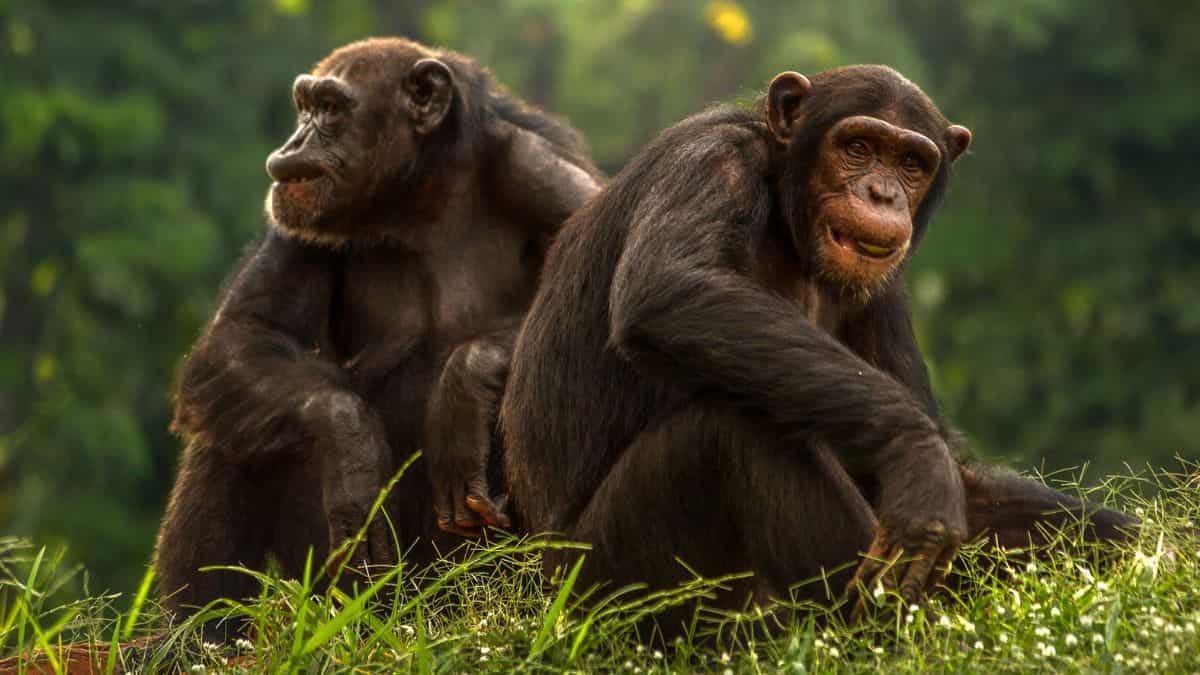 ‘Empathy with our closest living cousins’: Humans and apes share remarkable social memory traits, study finds