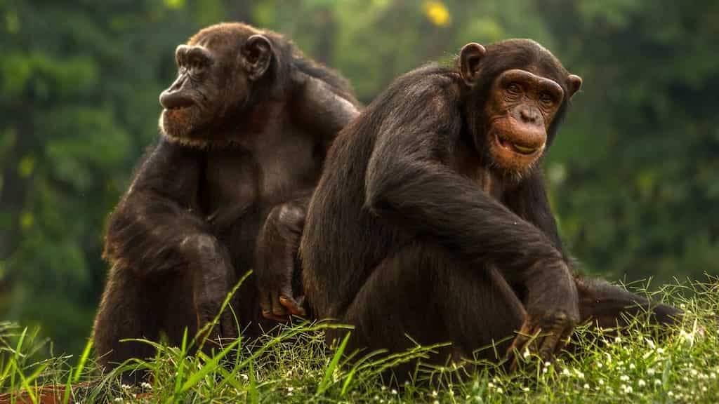 ‘Empathy with our closest living cousins’: Humans and apes share remarkable social memory traits, study finds