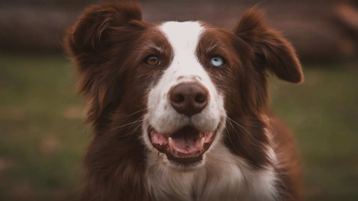 Humans can't resist puppy eyes, so much so that we have impacted their eye colour Humans can't resist puppy eyes, so much so that we have impacted their eye colour