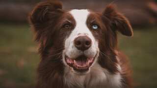 Humans can't resist puppy eyes, so much so that we have impacted their eye colour