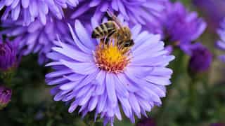 End of an eternal love story? As insect numbers decline, flowers are devolving to become less attractive