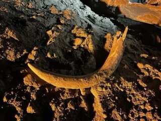 'One of the most complete' mammoth skeletons discovered in North Dakota by coal miners