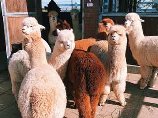 Llama poop can push Earth's green cover up, study finds. Here's how
