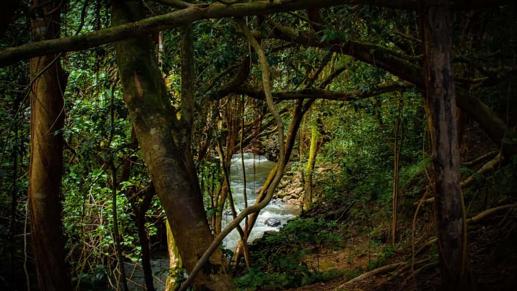 Amazon conservation funds might now be used to destroy a major portion of it