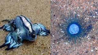 Cyclonic events in Indian Ocean throw Blue Sea Dragon, Blue Button off Chennai coast