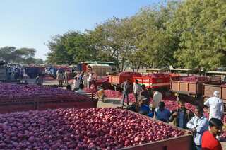 India's onion export ban sends shockwaves across Asia. Here's why