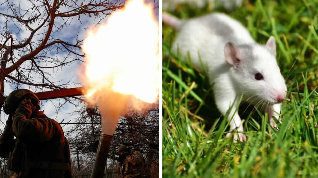 ‘Mouse fever’ outbreak is ‘mowing down’ Russian troops in Kupyansk frontline, claims Ukraine