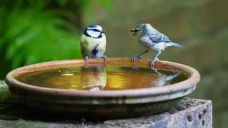 On the brink of bird apocalypse? Study says humans have driven more than 1,400 bird species to extinction