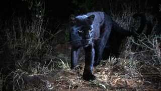 Black panther in Texas? Man's viral photo triggers debate, wildlife dept steps in