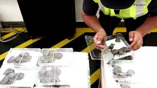 Peruvian authorities seize 4,000 live Amazon turtles at international airport