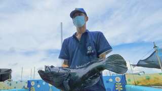 Mainland China resumes fish imports from Taiwan weeks before polls